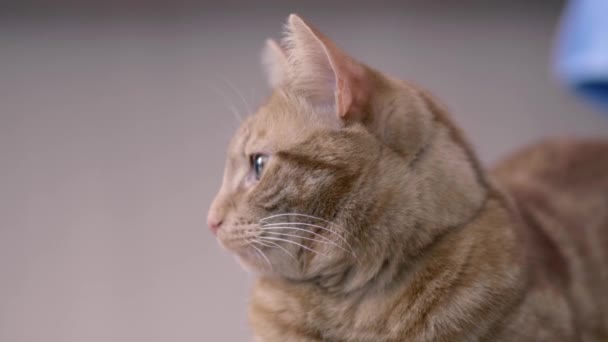 Detailed View Tabby Cat Lying Floor Turns Head Grey Facade — Stock Video