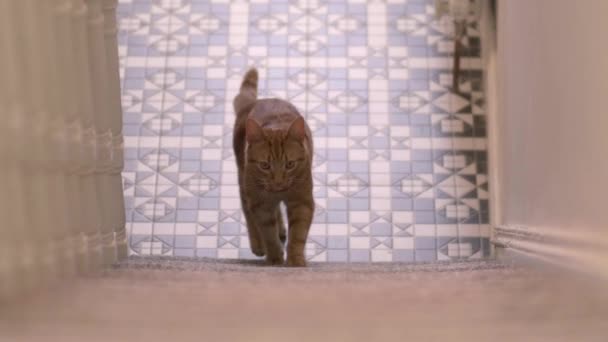 Adorável Gato Doméstico Andando Pelas Escadas Alcatifadas Com Piso Inclinado — Vídeo de Stock