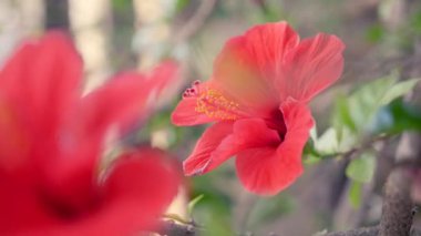 Yunanistan 'da Sokakta Dedikodu