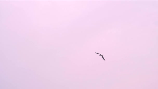 Pájaro Volando Por Cielo — Vídeos de Stock