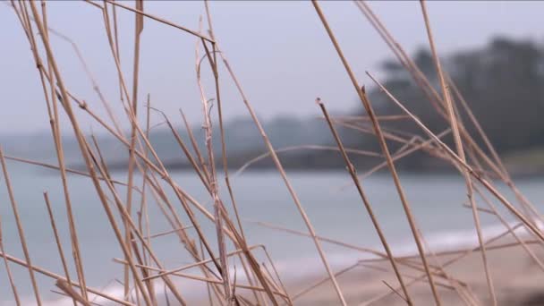 Море Слідами Жовтої Трави — стокове відео