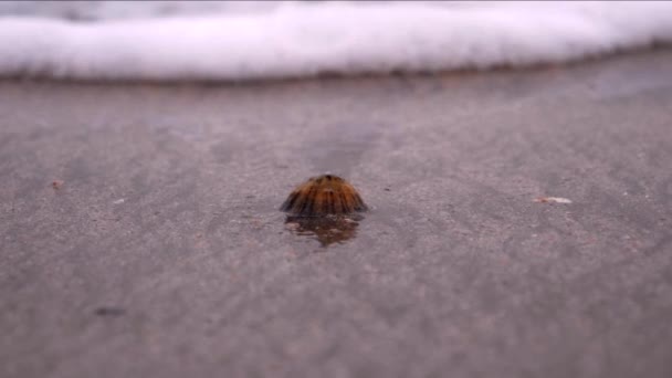 波に飲み込まれた貝殻 — ストック動画