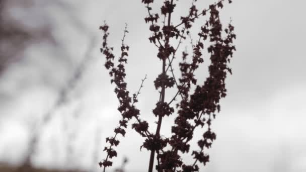 Deep Red Weed Wild Meadow Cold Winter Day Graded Arc — Stock Video