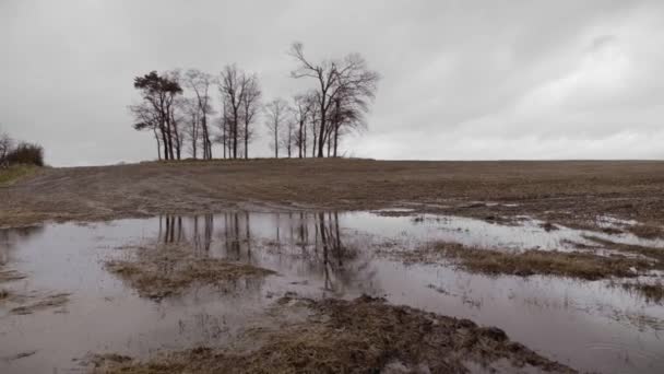 Zware Bomen Het Veld Reflecteren Plas Koude Herfstdag Gesorteerde Voorwaartse — Stockvideo