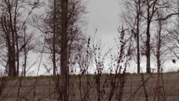 Wildpflanzen Und Unkraut Die Herbstlicher Landschaft Wind Wehen Sortiert — Stockvideo