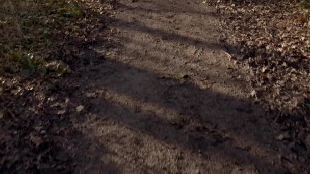 Camino Suciedad Con Sombras Árboles Inclinados Hacia Camino Del Bosque — Vídeos de Stock