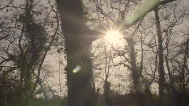 Sun Breaks Sillhouetted Trees Tracking Shot Forest — Stock Video
