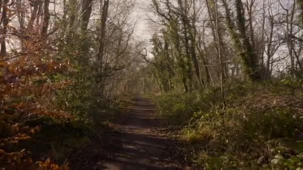 Uma Longa Trilha Meio Floresta Dia Ensolarado Claro Irlanda Norte — Vídeo de Stock