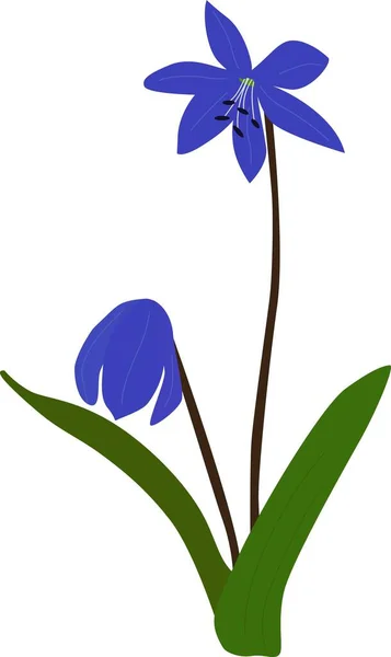 만화의 형태로 이자라는 덩어리 Scilla Bifolia 배경에 고립된 꽃봉오리와 꽃들로 — 스톡 벡터