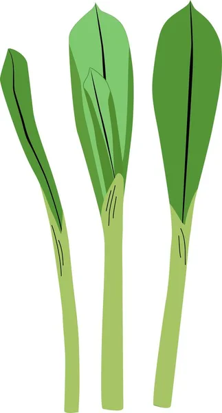 白い背景に隔離された漫画のシンプルなフラットスタイルで野生のニンニクのベクトルイラスト 健康食品のコンセプト — ストックベクタ