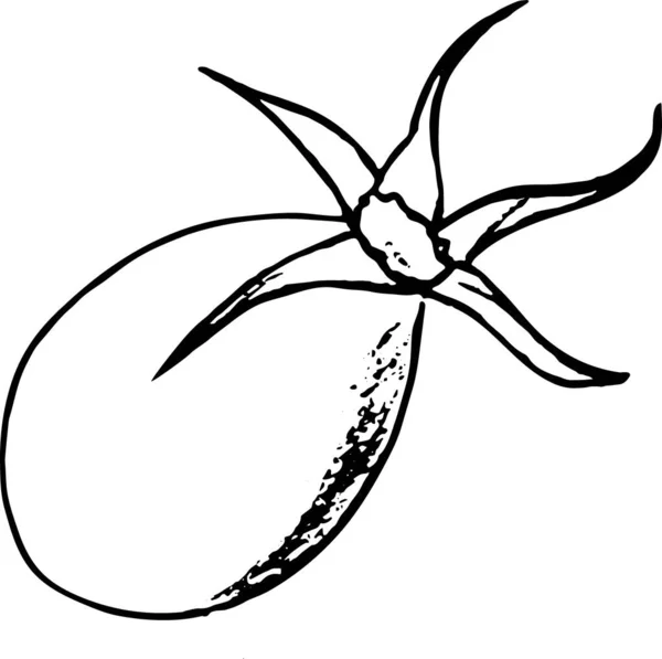 Ilustración vectorial de bayas de rosa mosqueta en estilo doodle aislado — Archivo Imágenes Vectoriales