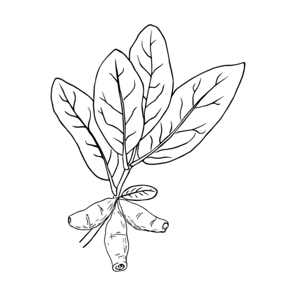Жимолость Ветви Спелыми Ягодами Листьями Lonicera Fabonica Медицинские Растения Нарисованы — стоковый вектор