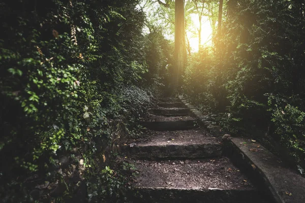 Ancient stairs into the enchanted forest towards sunrise