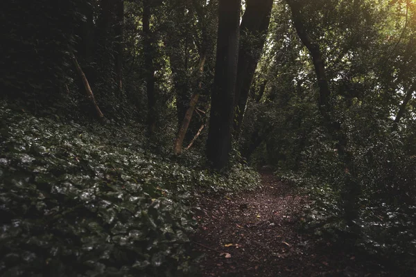 Sentier Dans Forêt Sombre Travers Les Arbres — Photo