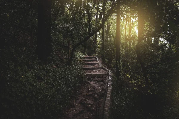 Stone Stairs Fairy Forest Sunshine Royalty Free Stock Images