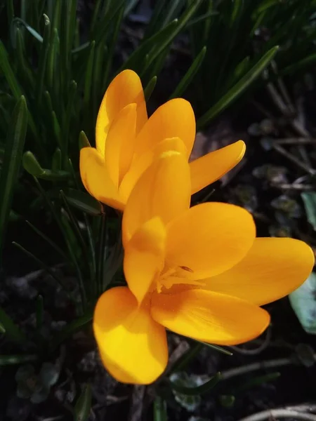 Yellow Crocuses Our Flowerbed Extremely Saturated Solar Color — Stock Photo, Image