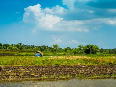 Endonezya pirinç tarlaları manzara