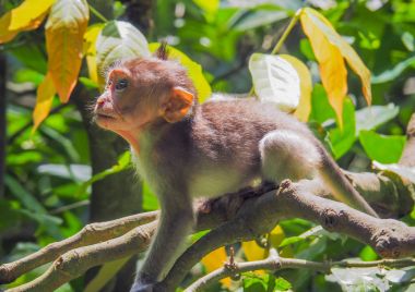 Bebek Bali uzun kuyruklu maymun