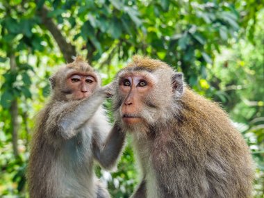 Balinese long-tailed monkeys clipart