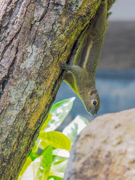 Uno scoiattolo sull'albero. — Foto Stock