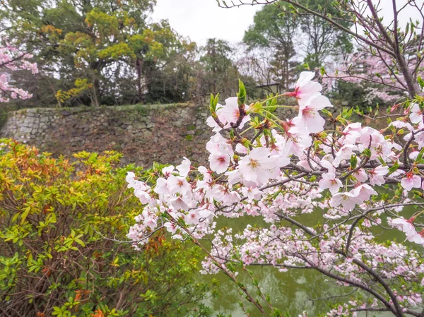 Flores de cerezo y la pared del castillo — Foto de Stock