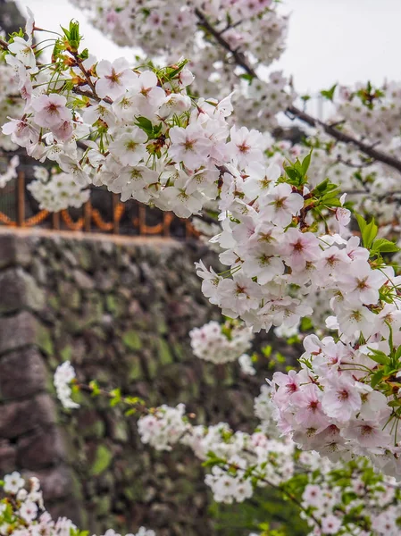 Flores de cerejeira e parede do castelo — Fotografia de Stock