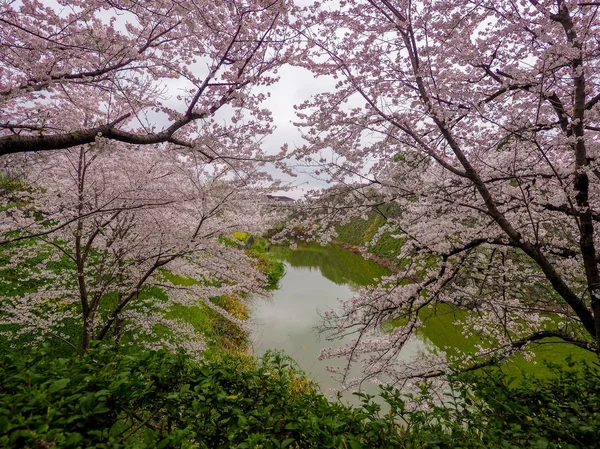 Flores de cerezo y foso del castillo — Foto de Stock