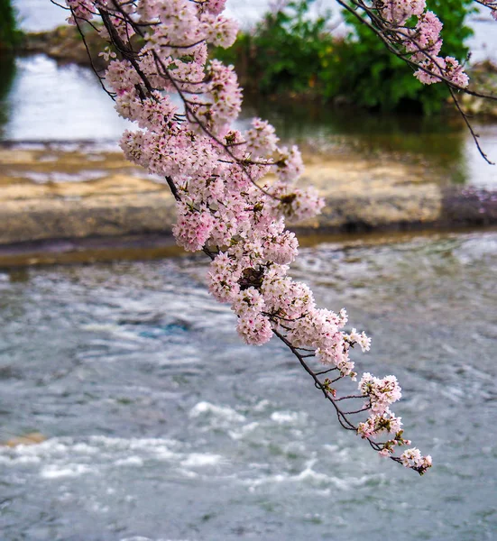 Flores de cerejeira sobre o rio — Fotografia de Stock