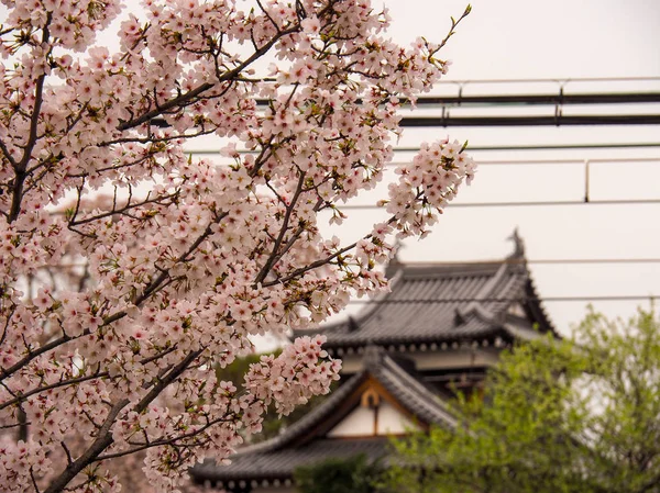 Kiraz çiçekleri ile Japon kale.