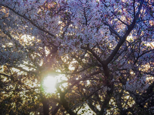 Pôr-do-sol primavera cereja Flores — Fotografia de Stock