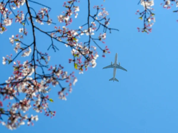 Vliegtuig vliegen door Japanse kersenbloesem. — Stockfoto