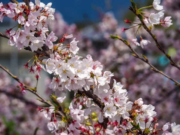 Flores de cerejeira japonesas na primavera . — Fotografia de Stock