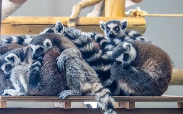 Lémure-de-cauda-anelada (Lemur catta) — Fotografia de Stock