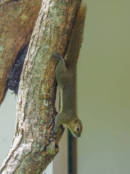 Écureuil descendant un arbre — Photo