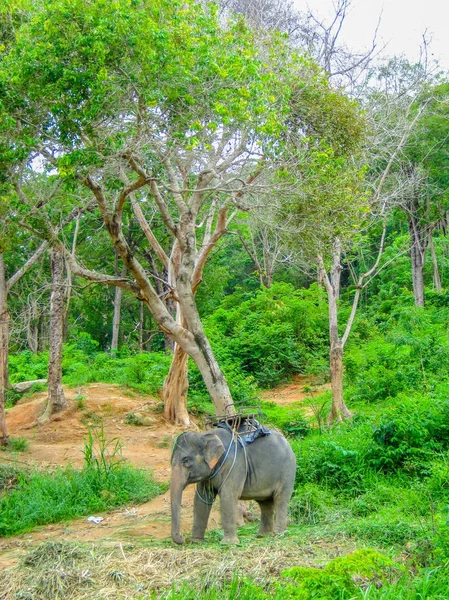 Thai elephant in forest Reserve — Stock Photo, Image