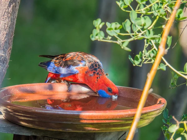 Crimson Rosella (Playtycercus elegans içme)