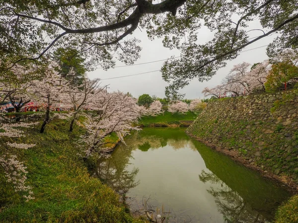 Japonia Koriyama Kwietnia 2017 Koriyama Fosą Zamku Ściana Cherry Blossoms — Zdjęcie stockowe