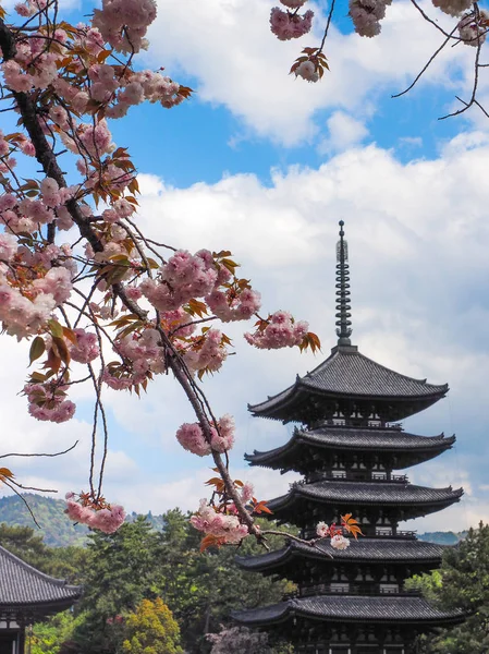 桜の花と日本の仏塔. — ストック写真