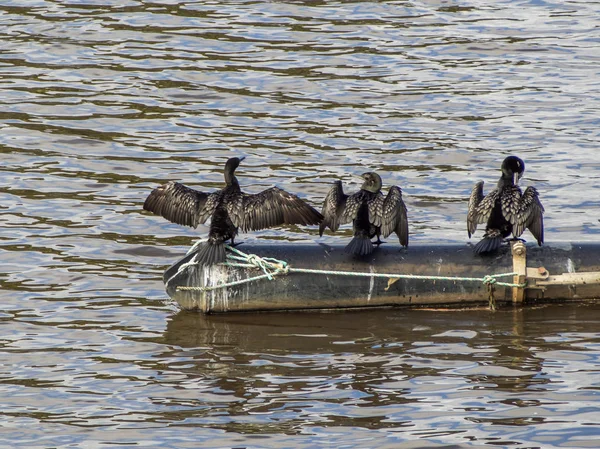 Kleine schwarze Kormoranvögel — Stockfoto