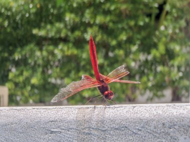 Kırmızı yusufçuk Trithemis arteriosa