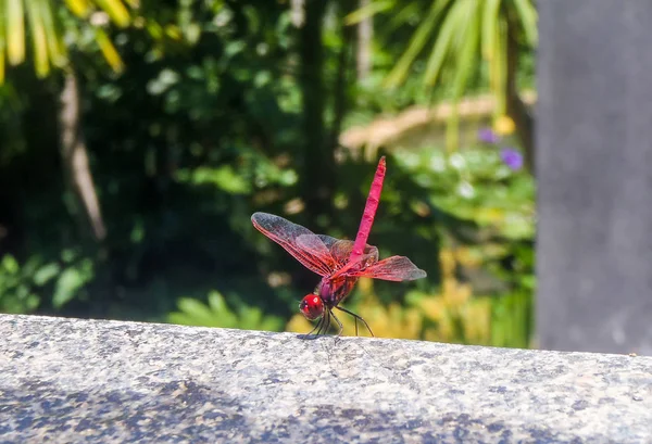 Red dragonfly Trithemis arteriosa — Stock Photo, Image