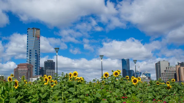 Australia Melbourne January 2015 Sunflowers Front Melbourne City Skyline Sunny — Stock Photo, Image