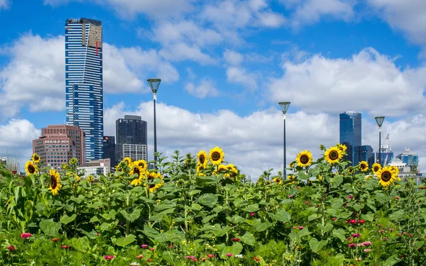 Australia Melbourne January 2015 Sunflowers Front Melbourne City Skyline Sunny — Stock Photo, Image