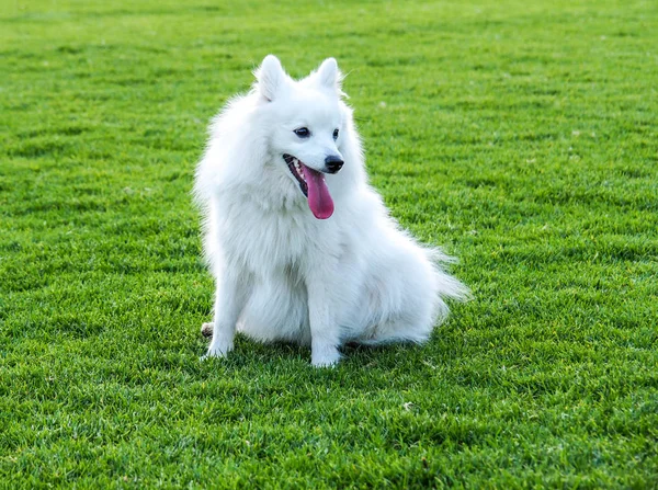 Sorrindo japonês Spitz cão na grama verde — Fotografia de Stock