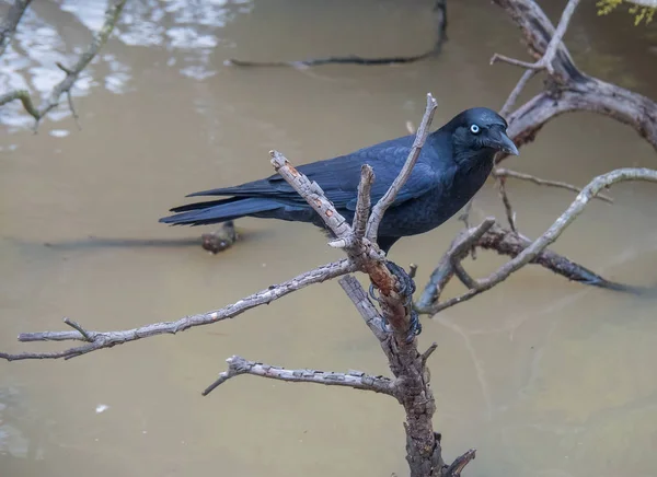 Australian Blue eyed raven — Stock Photo, Image
