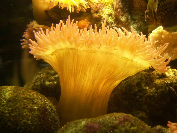 Actinia flower is an underwater magic plant.