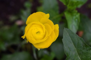 Sarı çiçeğin yarı açık taç yapraklı, yeşil yapraklı yakın çekimi