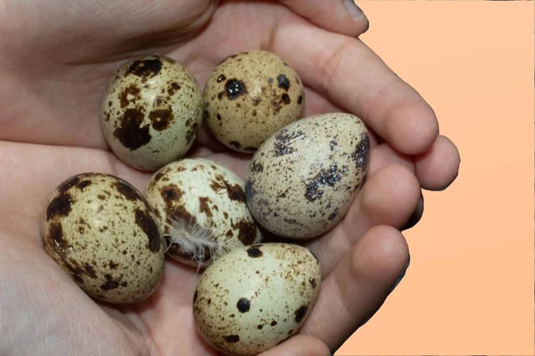Seis Huevos Codorniz Las Manos Una Niña Con Fondo Color — Foto de Stock