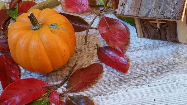 Kabak, sonbahar yaprakları ve küçük ahşap kabin