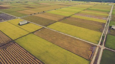 Tahıl pirinç veya darı bitkileri yetiştiriciliği ile çiftlik ile bir güzellik doğa sahne uçan drone hava fotoğrafı.